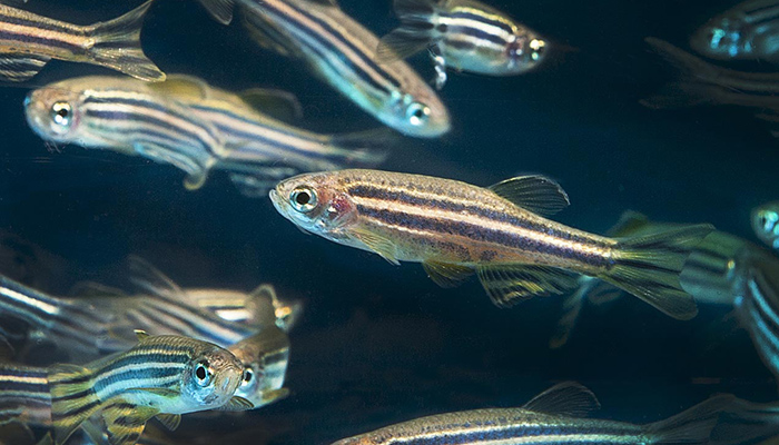 Researchers now understand more about how the zebrafish brain perceives and reacts to predators.