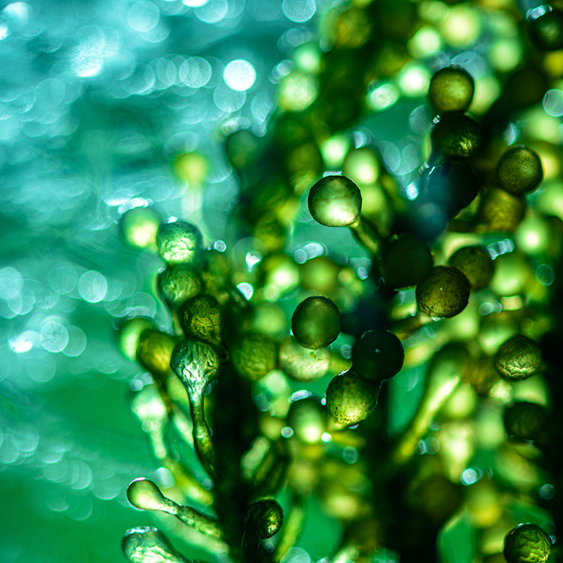 Algae controls the brain