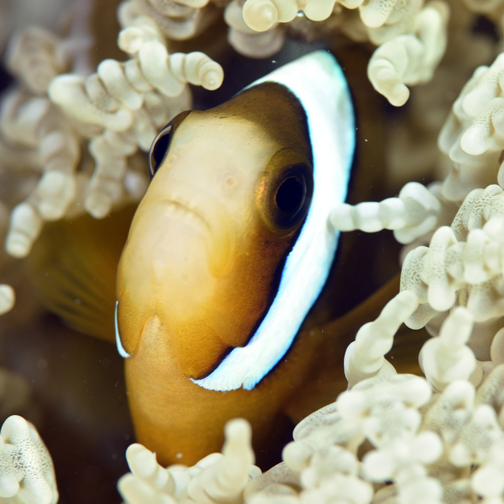 Clownfish, or anemonefish, are one of the most recognizable fish species in the world thanks to their colourful orange, black and white markings.