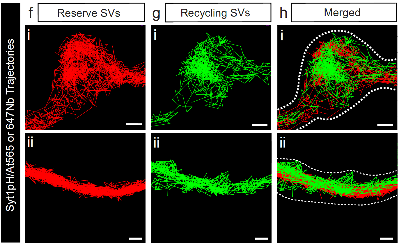 Co-tracking of reserve and recycling synaptic vesicles in live neurons.