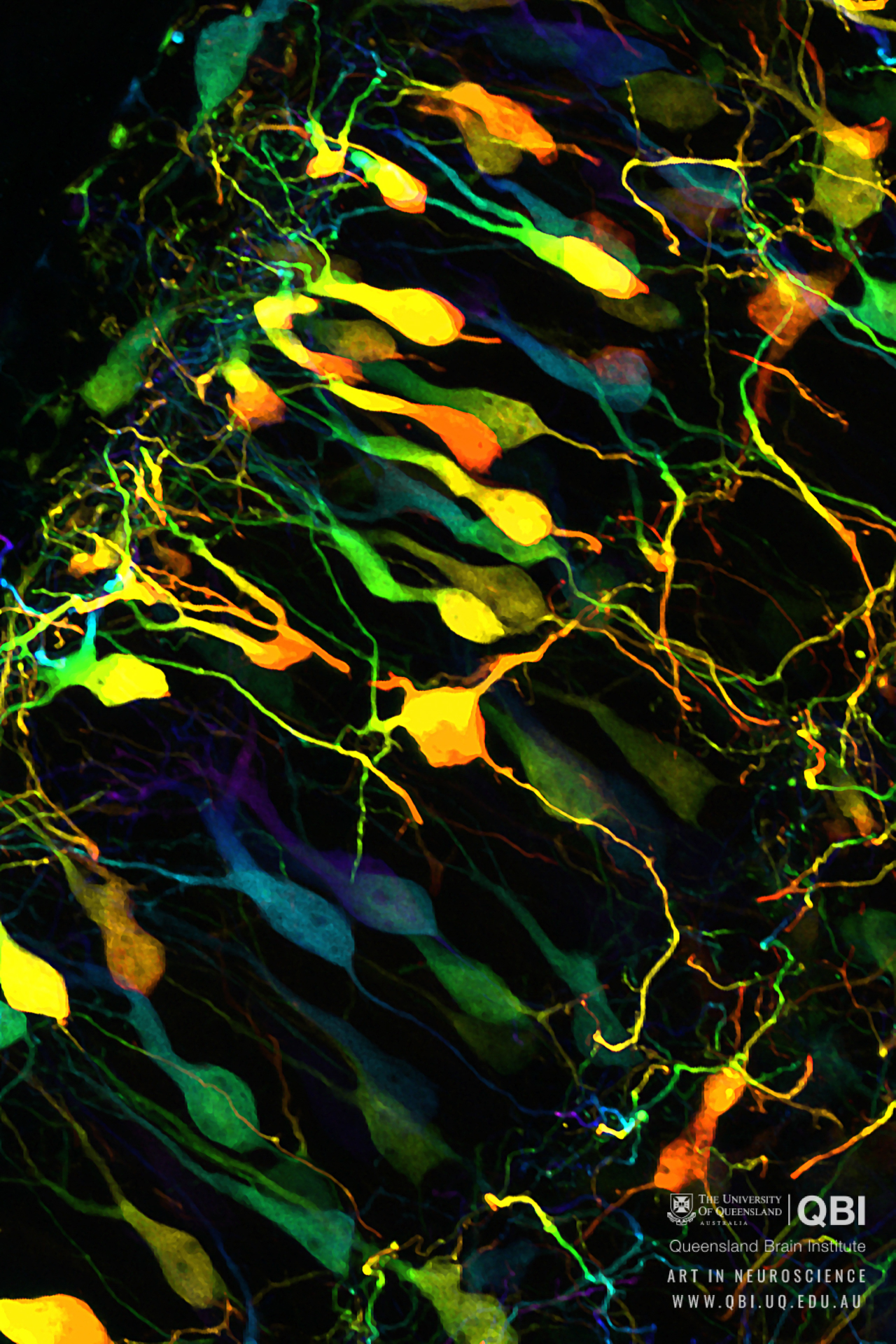 neuroscience wallpaper