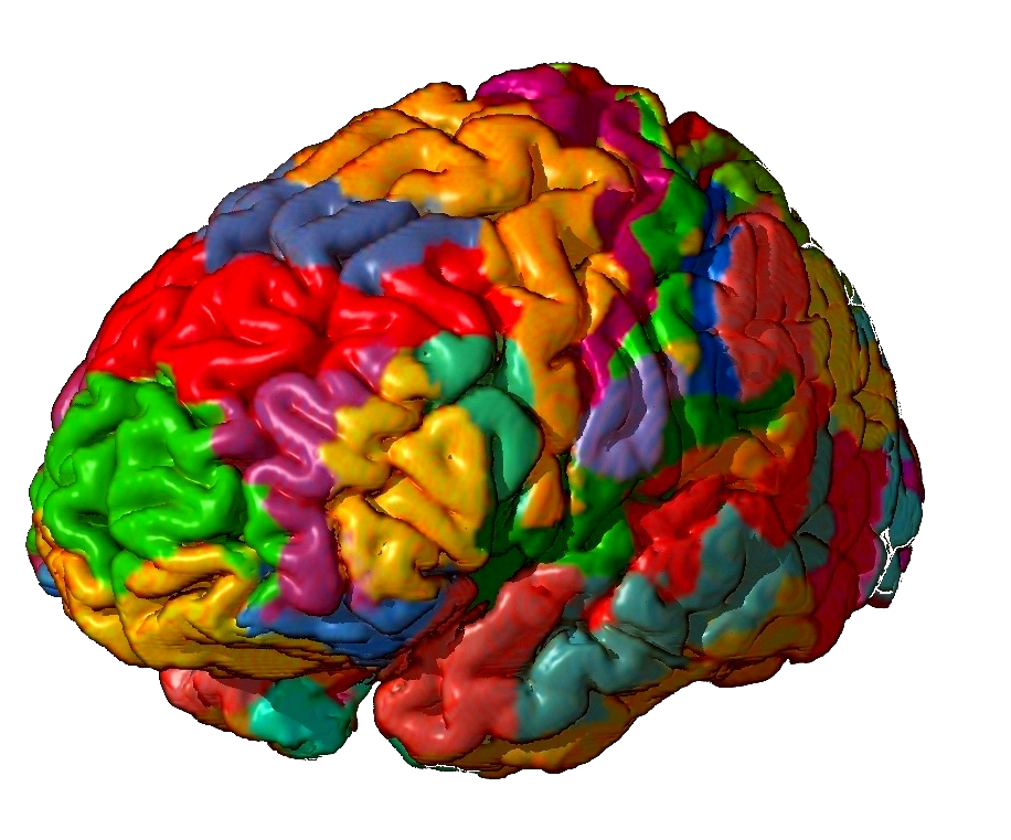 Mapping the brain: scientists define 180 distinct regions, but