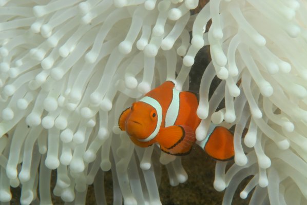 Podcast: Coral bleaching in the Great Barrier Reef - Queensland Brain  Institute - University of Queensland