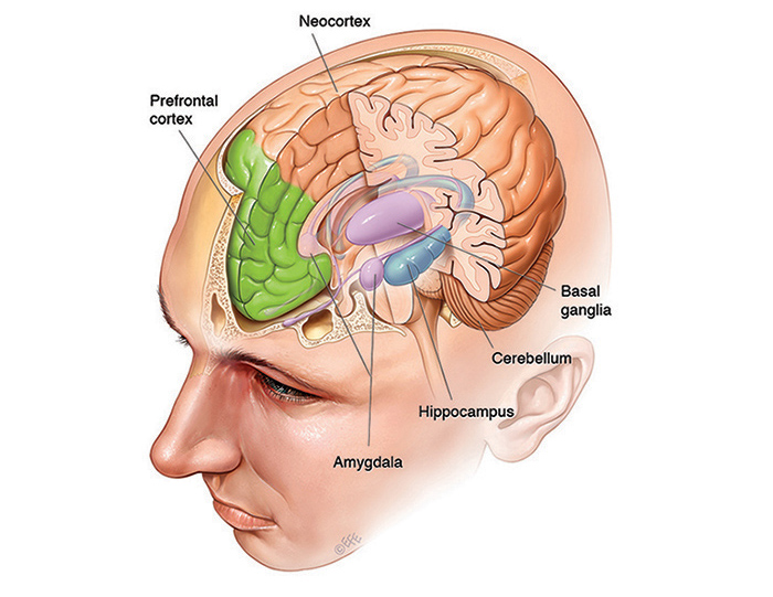 inside the brain parts