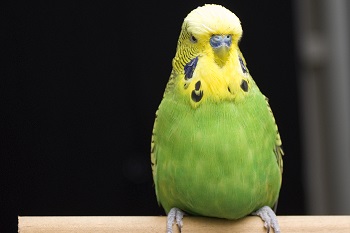 Budgies uses visual cues to judge and adjust their airspeed.