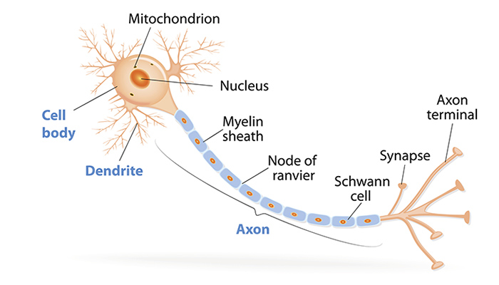 parts of a neuron anatomy