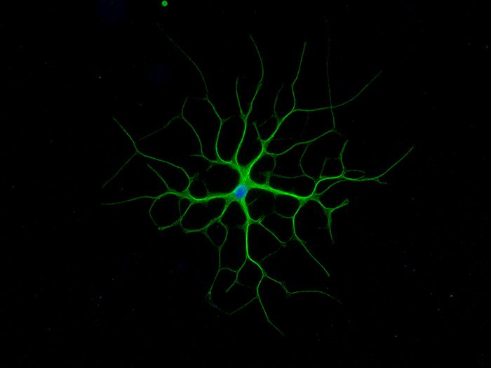 brain cells wallpaper