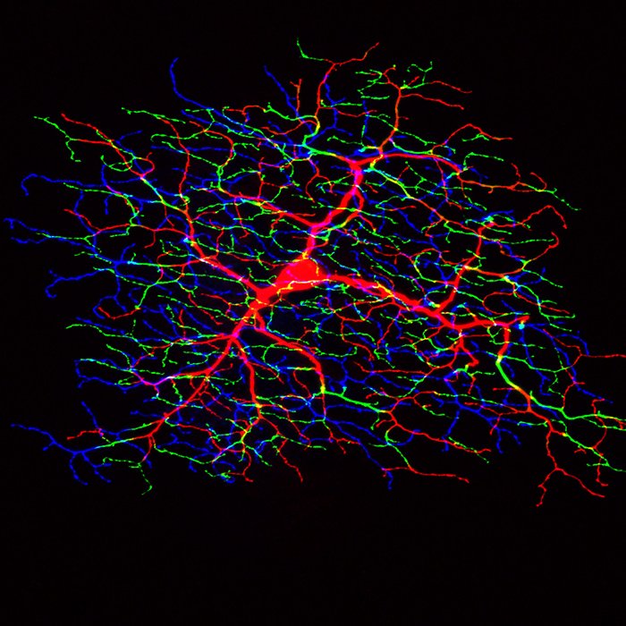 real neurons in the brain