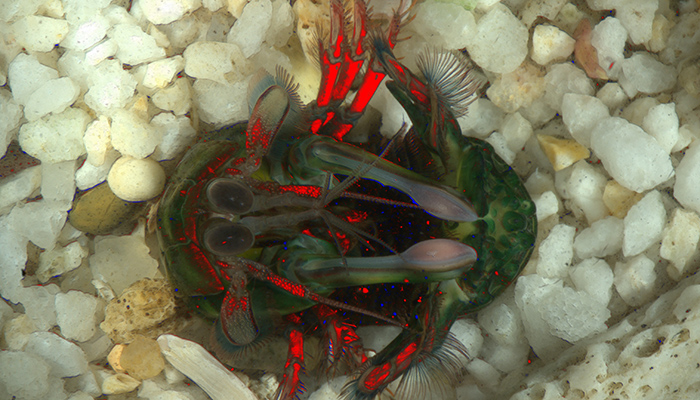 Mantis shrimp in defensive mode.