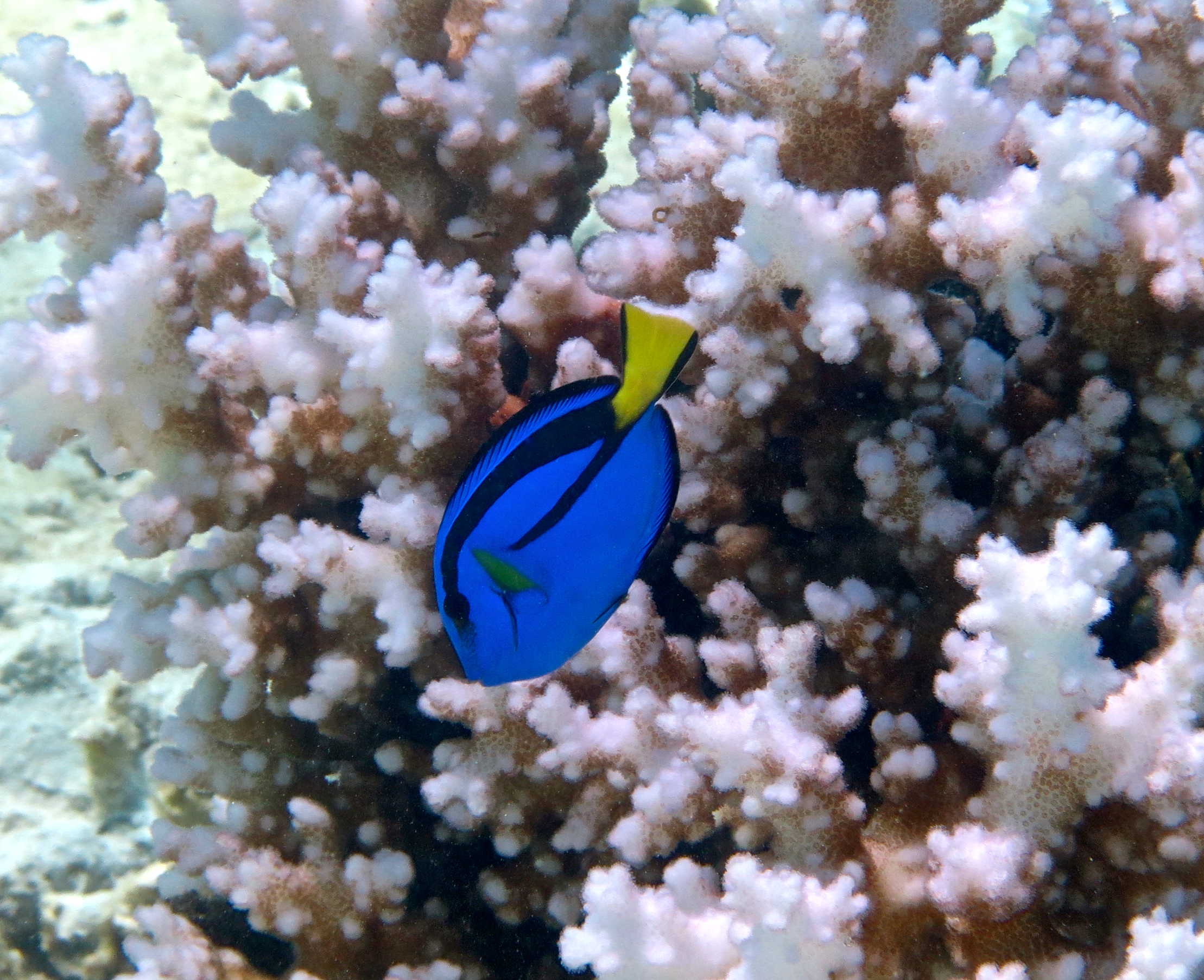 QBI researchers believe Dory, the surgeonfish made famous by Pixar’s Finding Nemo and Finding Dory, may hold clues as to how fish adapt to changes in their environment.