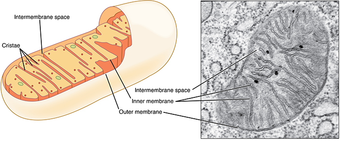 Mitochondria What Are