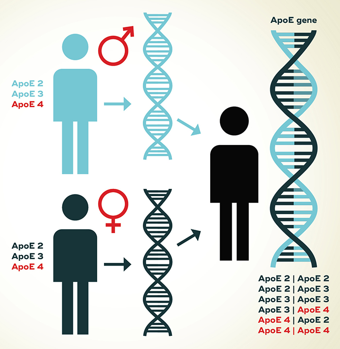 Genetic risk factors of Alzheimer's disease