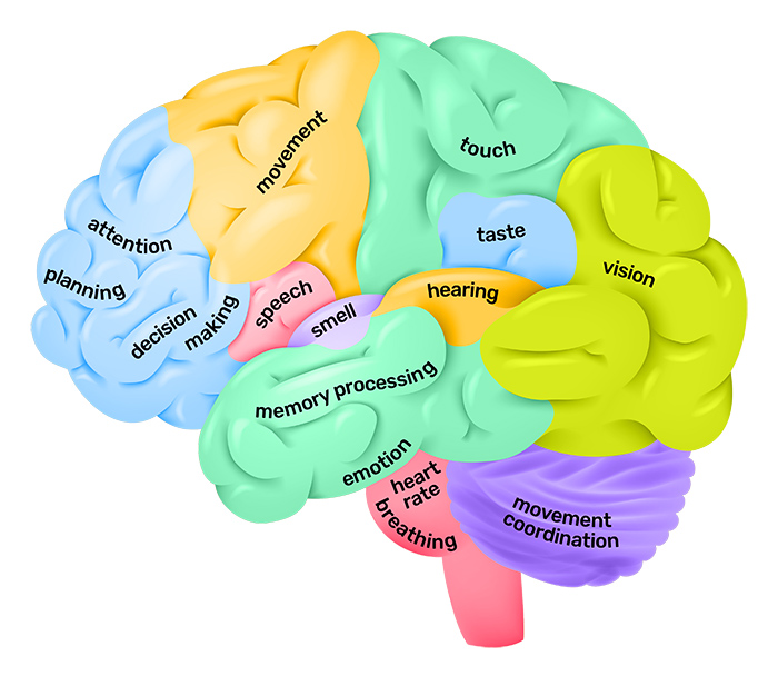 Lobes of the brain QBI neuroscience