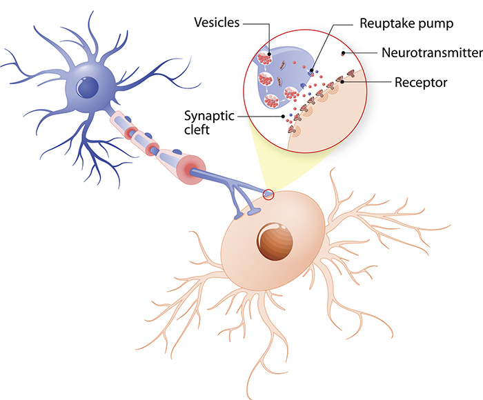 synaptic terminal neuron