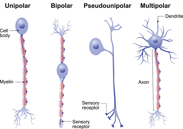 bipolar neuron microscope