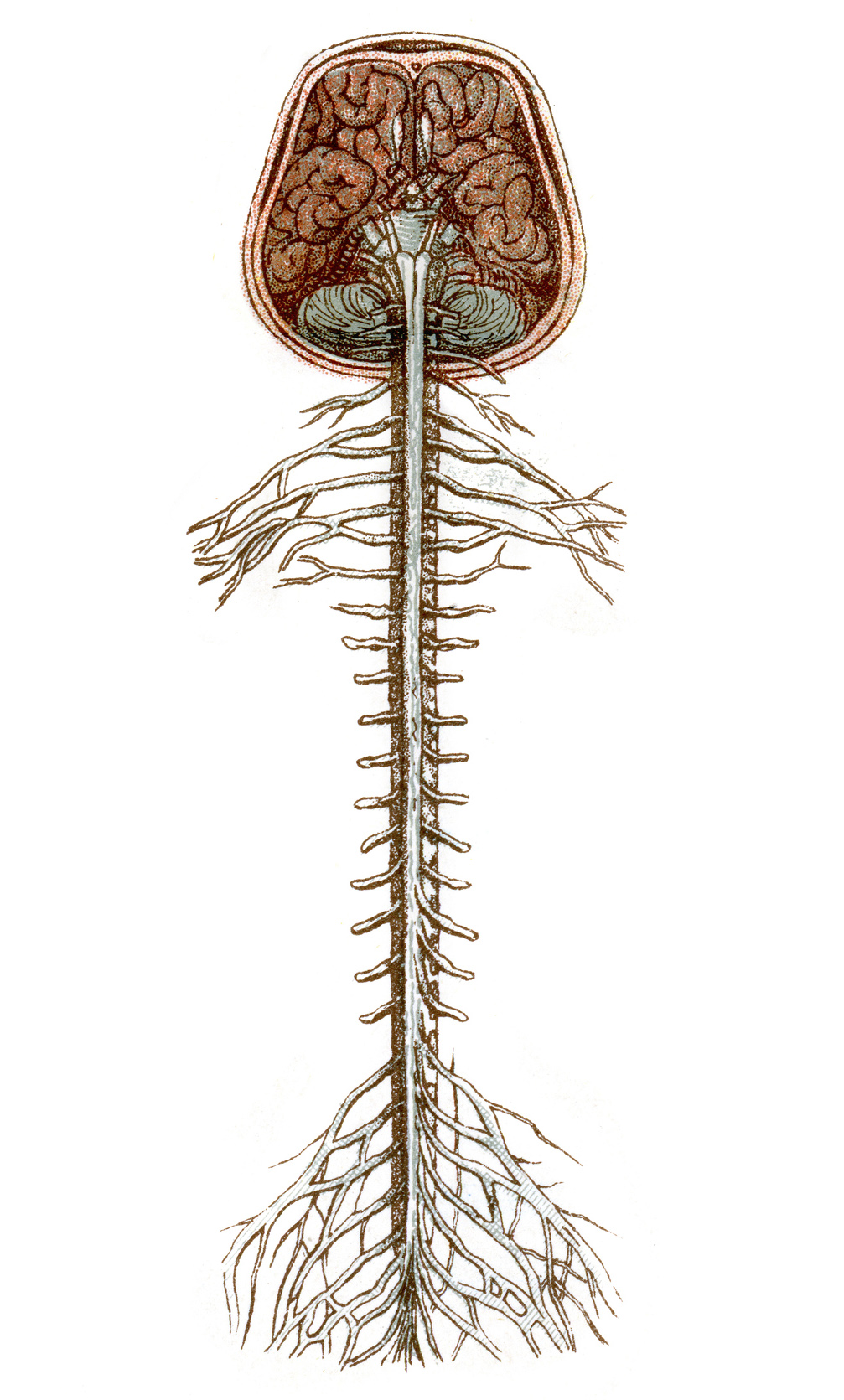 spinal cord dissection