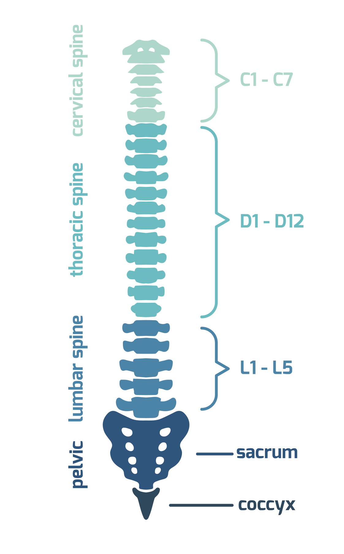 Regions Of The Spine Diagram