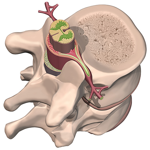 spinal cord vertebra