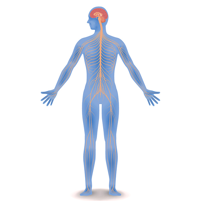 organs of the nervous system list