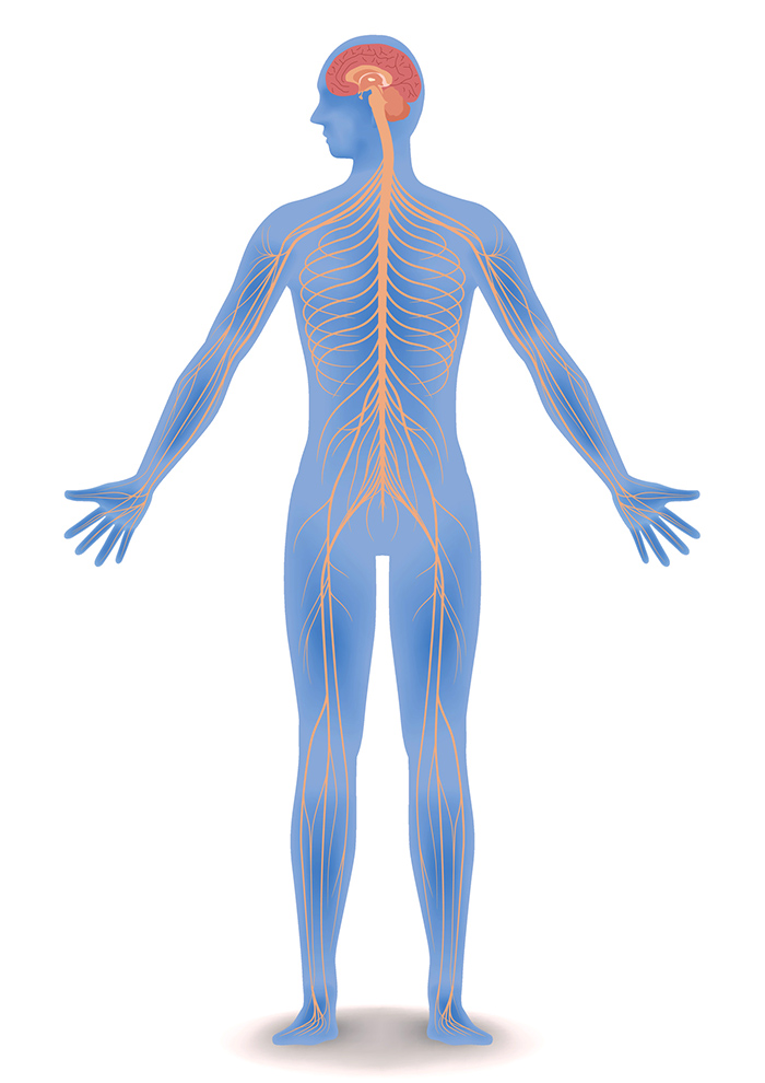 map of nerves in human body