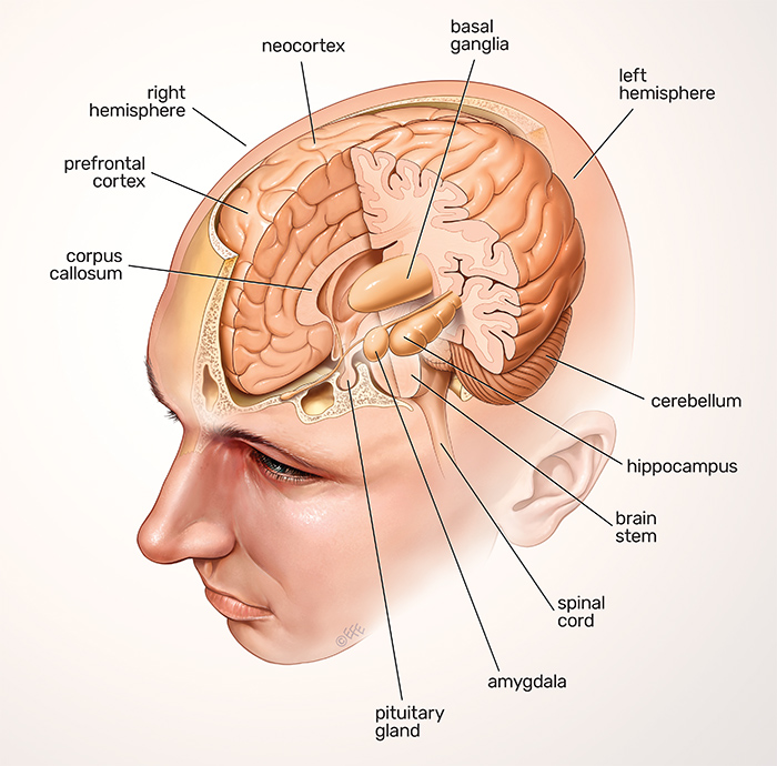 The brain - anatomy 