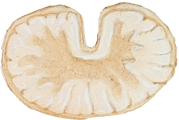 spinal cord cross section