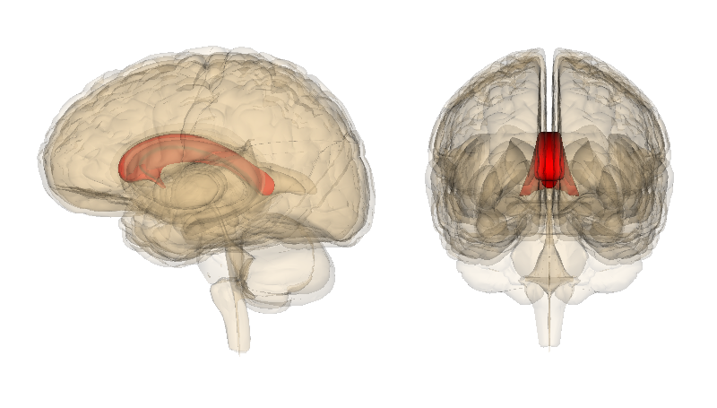 Corpus Callosum Queensland Brain Institute University Of Queensland   Corpus Callosum 