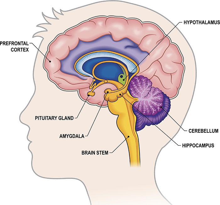 amygdala hippocampus prefrontal cortex