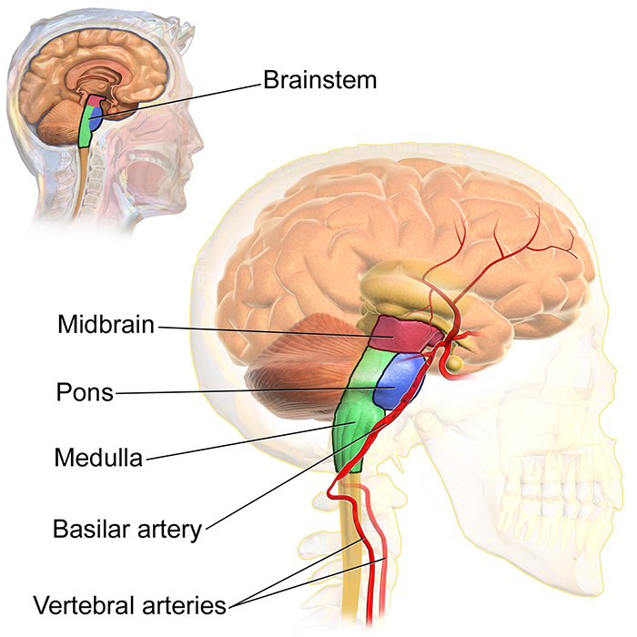 The midbrain