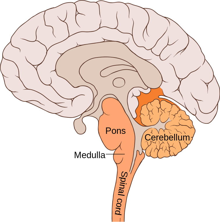 The Hindbrain Queensland Brain Institute University Of Queensland 3682