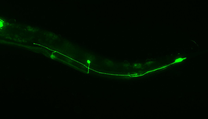 Axonal fusion in the round worm, C. elegans