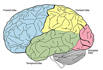 Lobes of the brain - Queensland Brain Institute - University of Queensland