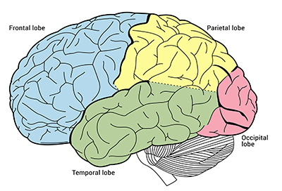 inside the brain parts