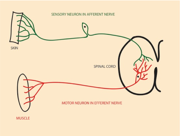 sensory vs motor neurons | motorcyclepict.co