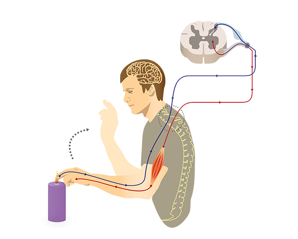 effectors of the somatic nervous system have