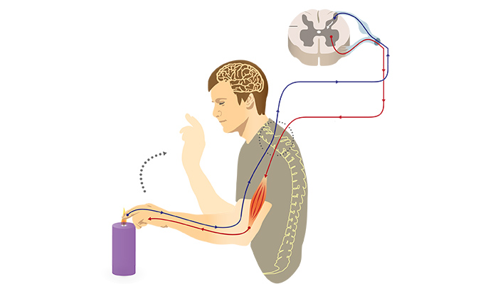 somatic nervous system location