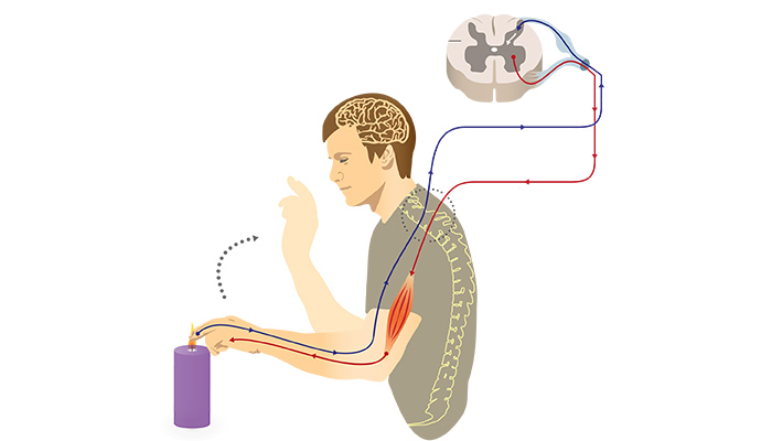 Somatic Nervous System Pathway