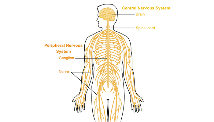Peripheral nervous system - Queensland Brain Institute - University of  Queensland