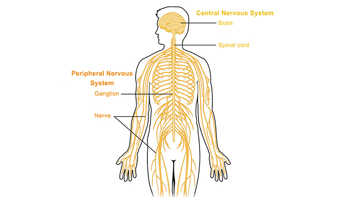 nervous system diagram labeled