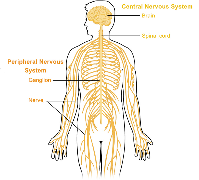 peripheral nervous system diagram