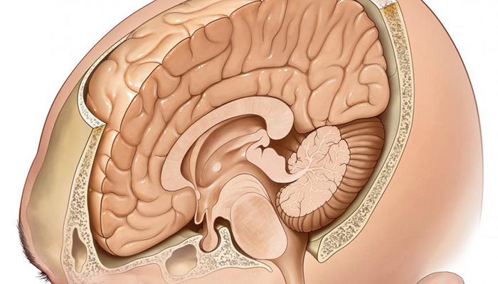 Why we have a brain - Queensland Brain Institute - University of Queensland