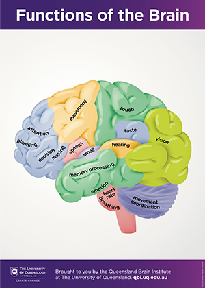 Brain functions map
