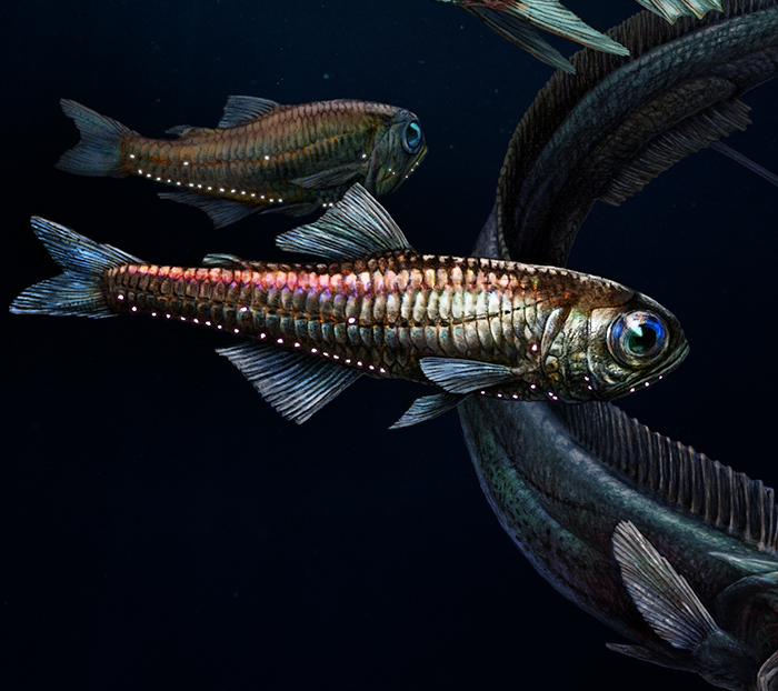 Vision of light: deep-sea fish use colour to see in the dark