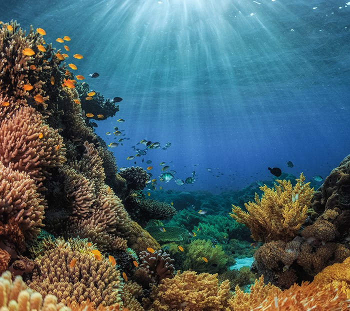 How shifting light patterns protect prey on Great Barrier Reef ...
