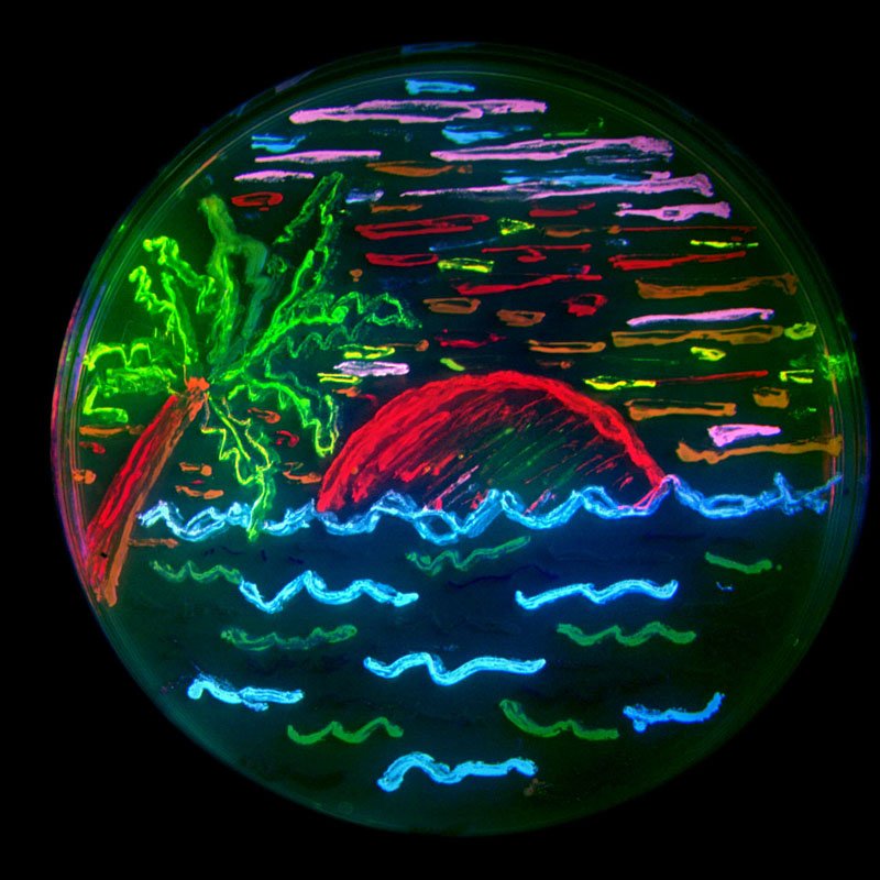 Roger Tsien's GFP petrie dish