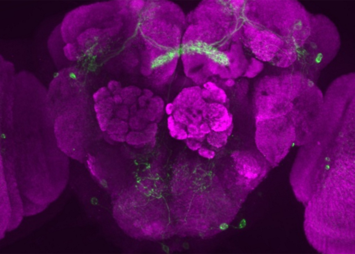 Montana studied the brains of fruit flies as part of her studies at QBI.