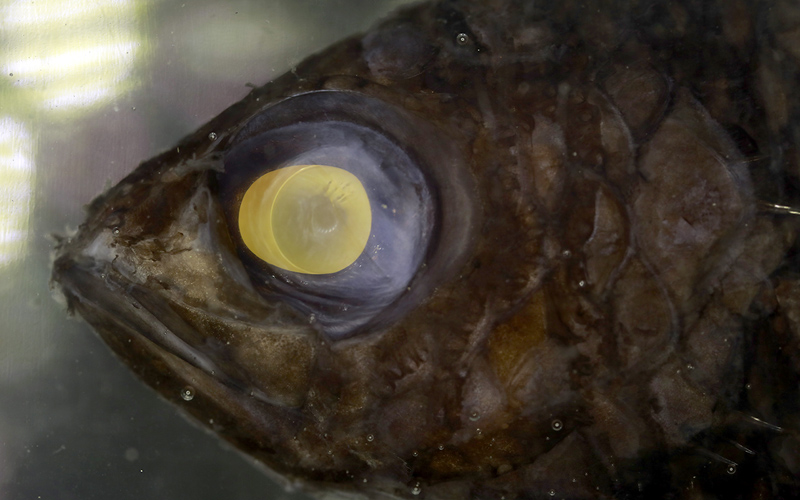 The yellow light-filtering lens of a deep-sea oceanic basslet. Yellow filtering pigments and lenses are found in a number of deep-sea fish eyes and are thought to enhance contrast against the residual daylight.