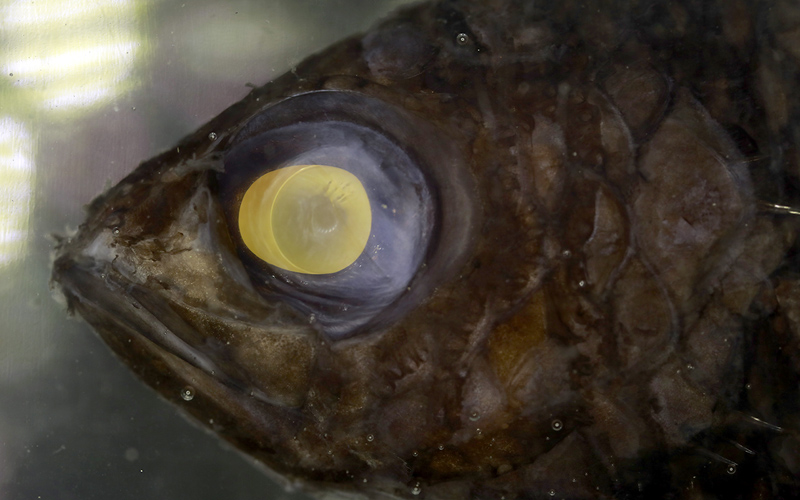 Deep-sea fish eyes are not freaky by accident - Queensland Brain