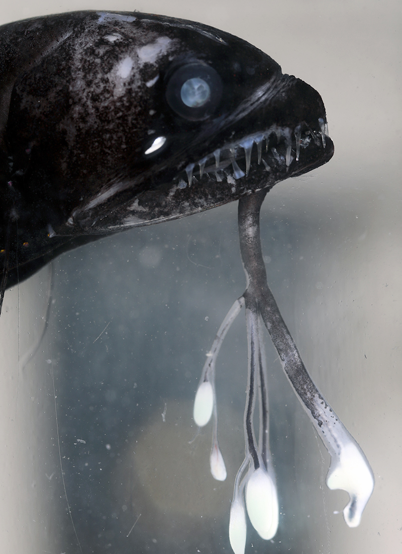 A dragonfish and its impressive light-emitting barble.