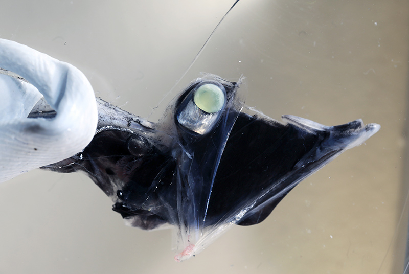 The tub-eye fish, Stylephorus chordatus, one of the stars of the study. This species was found to use five different rod opsins within its eyes. The long cylindrical shape of its eyes increases light capture and also enables the fish to move the eyes from a horizontal to a vertical position.